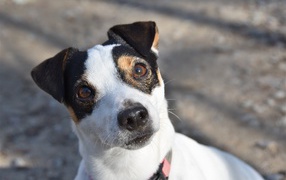 Любопытный пес породы Джек рассел терьер 