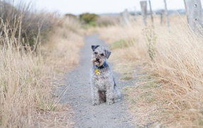 Лейкленд-терьер сидит на дорожке 