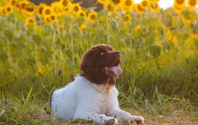Большой породистый пес с высунутым языком на поле с подсолнухами 