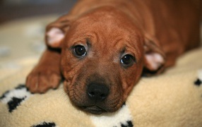 Маленький щенок стаффордшир лежит на кровати 