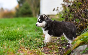 Маленький голубоглазый щенок хаски на зеленой траве 