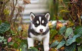 Маленький щенок хаски в зеленой листве 
