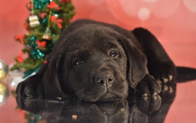 Маленький грустный черный щенок ретривера на розовом фоне
