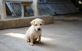 Маленький грустный щенок золотистого  ретривера сидит на земле