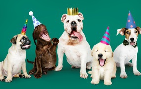 Pedigree dogs in birthday caps