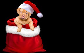 Щенок сидит в мешке на черном фоне 