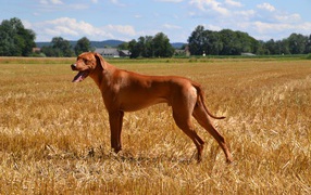 Родезийский риджбек на поле 