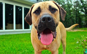 Родезийский риджбек с высунутым языком