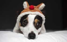 Грустный Джек рассел терьер в шапке 