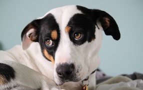 Грустный Джек рассел терьер лежит на кровати 