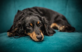 Грустный щенок таксы лежит на голубом диване