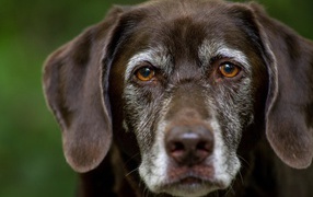 Грустные глаза старого лабрадора