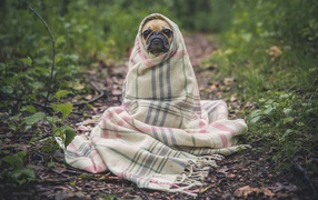Sad pug in a warm blanket on the street