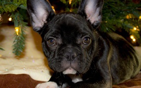 Маленький черный французский бульдог лежит под елкой