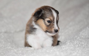 Маленький щенок шелти на белом покрывале 