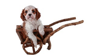 Щенок спаниеля в тележке на белом фоне 