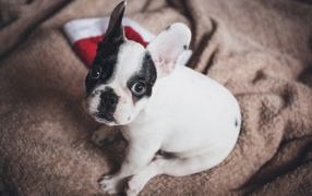 Surprised french bulldog sitting on the bed