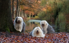 Три собаки породы Бобтейл у дерева с опавшей листвой
