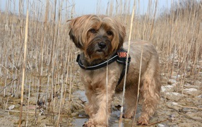 Тибетский терьер стоит в воде в камышах