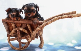 Two Yorkshire Terriers in a wooden cart