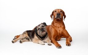 Две породистые собаки на белом фоне