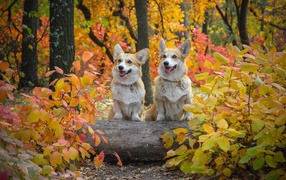 Две собаки вельш корги в осеннем парке 