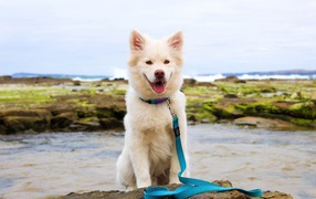 Белая собака с высунутым языком у реки 