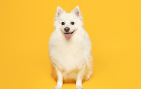 Белый пушистый шпиц на желтом фоне 