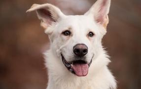 White shepherd dog with protruding tongue close up