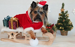 Йоркширский терьер  с подарками в новогоднем костюме 