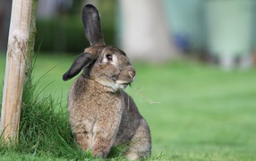 Большой пушистый серый кролик на траве