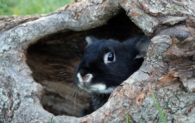 Испуганный черный кролик сидит в норе из дерева 