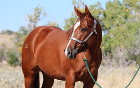 Большой коричневый конь на привязи