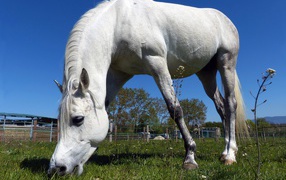 Большой белый конь пасется на зеленом лугу 