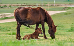 Коричневая лошадь с жеребенком на поле с зеленой травой