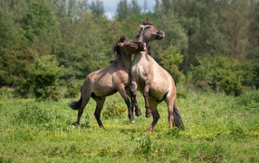 Two horses playing on green grass