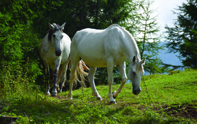 Two white horses are walking in the forest