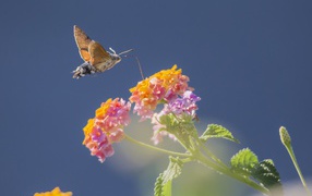 A hawk insect flies over a flower on a blue background
