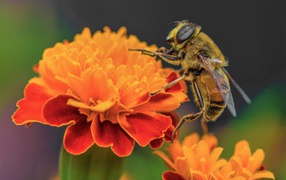 A large bee sits on a marigold flower