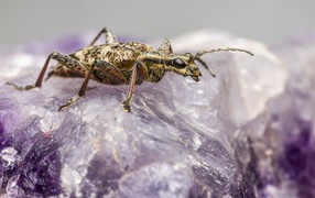 Большой черный-пятнистый усач сидит на кристалле 