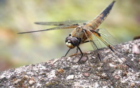 A large dragonfly sits on a concrete slab