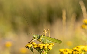 A large green grasshopper is sitting on a tansy flower