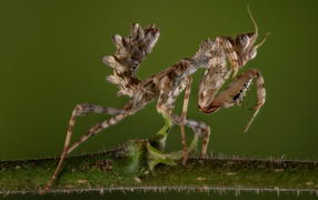 Красивый коричневый богомол на зеленом фоне