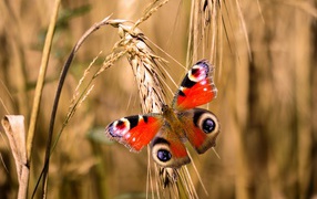 Beautiful butterfly sits on a spikelet of wheat