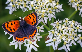 Красивая бабочка с коричневыми крыльями на белом цветке
