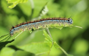 Красивая гусеница на зеленой ветке