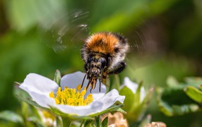 Bee flying over white strawberry flower