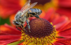 Большая пчела сидит на цветке эхинацеи 