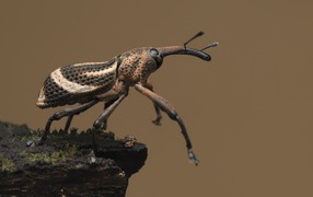 Большой жук долгоносик крупным планом