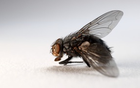 Большая черная муха на сером фоне
